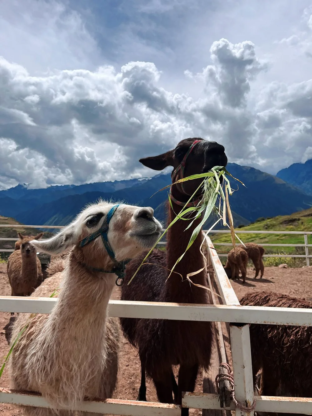Vive una Experiencia Textil Andina en el Valle Sagrado