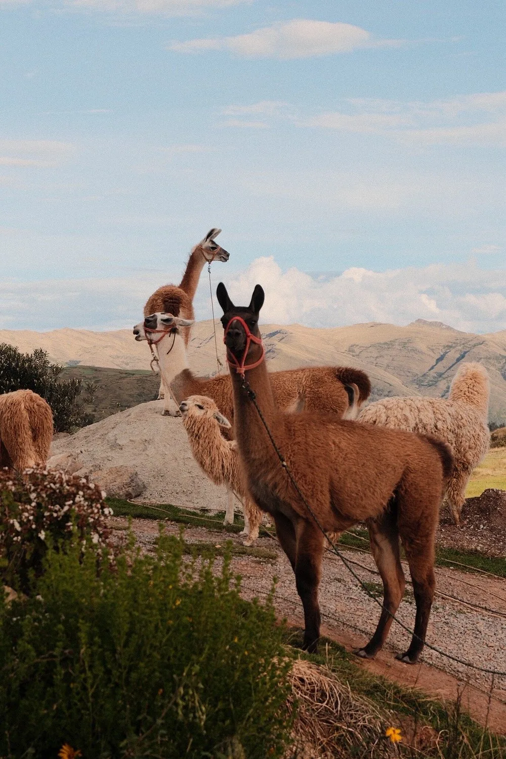 Tradición Viva: Una Caminata con Llamas