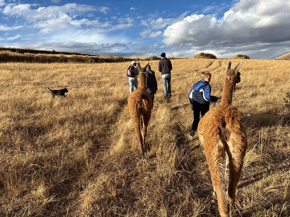 Tradición Viva: Una Caminata con Llamas