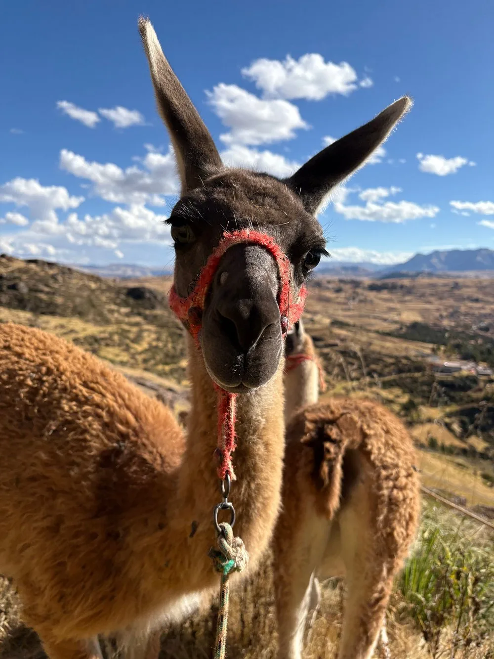 Tradición Viva: Una Caminata con Llamas